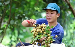 Cấp chứng nhận đăng ký nhãn hiệu “Nhãn Sơn La”