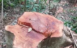 Quảng Trị xem xét, xử lý trách nhiệm cán bộ để xảy ra phá rừng