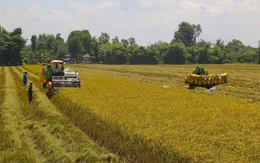 Khơi thông ách tắc thu mua, tiêu thụ lúa gạo