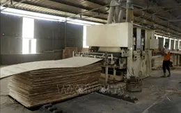 Ấn Độ không áp thuế chống bán phá giá gỗ MDF nhập khẩu từ Việt Nam