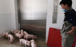 “Khách sạn lợn” tại Trung Quốc