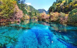 7 khu rừng ấn tượng " đẹp hút hồn" du khách