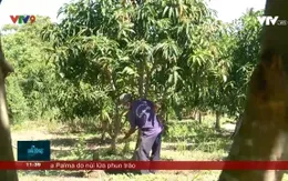 Tiếp vốn giúp người nghèo có sinh kế sau dịch bệnh