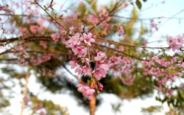 Mai anh đào bung nở rực rỡ