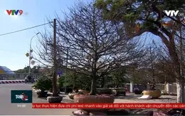 Mai vàng tiền tỷ hội tụ tại chợ hoa xuân An Giang