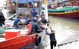 Ngư dân miền Trung bội thu ngày đầu năm mới