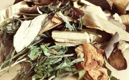 Cảnh báo hậu quả của việc dùng thuốc nam trong điều trị bệnh sỏi thận