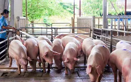 Giá lợn hơi liên tục giảm