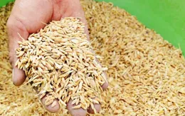 Xuất cấp hạt giống hỗ trợ các địa phương khắc phục thiên tai