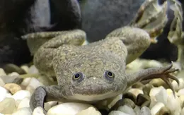 Khó tin, thí nghiệm thành công khiến ếch “mọc” lại chân