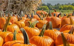 Ăn bí ngô có giúp giảm cân và đẹp da?