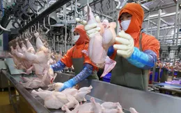 Xuất khẩu gia cầm sang các thị trường lớn