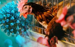Nhận định của WHO về tình hình dịch cúm H5N1