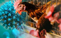 Tăng cường công tác phòng, chống cúm gia cầm lây sang người