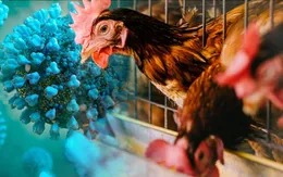 TP. Hồ Chí Minh chưa ghi nhận ca bệnh liên quan đến cúm A (H5N1)