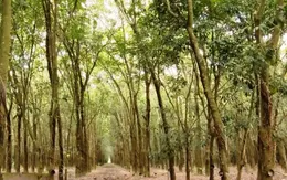 Làm sao để mô hình trồng rừng gỗ lớn được hưởng ứng và phát huy hiệu quả?