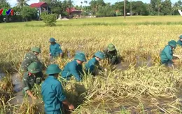 Thanh Hóa: Huy động lực lượng thu hoạch lúa giúp dân sau mưa lũ