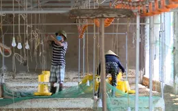 Nhiều trang trại mất trắng sau lũ, hàng trăm tỷ đồng bị cuốn trôi