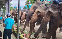 Viện trợ hơn 55,4 tỷ đồng để chấm dứt du lịch cưỡi voi