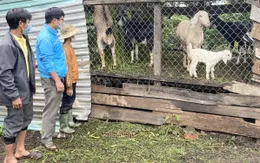 "Ngân hàng dê giống" giúp học sinh nghèo đến trường