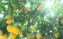 Cây ăn quả trở thành mũi nhọn trong xóa đói giảm nghèo ở Hòa Bình