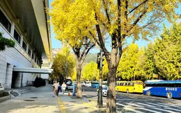 Khách Việt nhộn nhịp đi nước ngoài dịp cuối năm