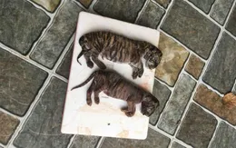 Tuyên phạt đối tượng buôn bán động vật hoang dã trên Internet 12 tháng tù