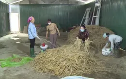 Chị em phụ nữ xử lý rơm, rạ sau thu hoạch để bảo vệ môi trường