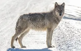 Nhiễm virus lạ, chú sói bỗng có đủ năng lực để trở thành sói đầu đàn