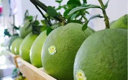 Công bố xuất khẩu lô bưởi đầu tiên của Việt Nam sang Hoa Kỳ