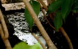 Khánh Hòa: Nhiều gia đình vẫn còn ổ lăng quăng, bọ gậy