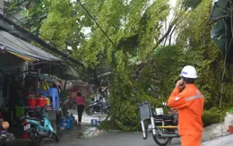 TP Hồ Chí Minh rà soát, cắt tỉa cây xanh mùa mưa bão
