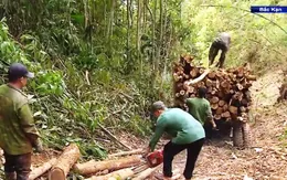 Khai thác rừng non và những hệ lụy