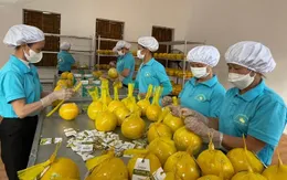 Xuất khẩu bưởi Diễn sang Vương quốc Anh