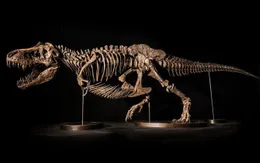 Tại sao giao bán hóa thạch khủng long lại là mất mát lớn của nền khoa học?