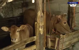 Hà Giang chống đói rét cho đàn gia súc