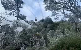 Băng giá, sương muối phủ trắng đỉnh Fansipan