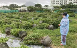Phú Yên: Gió to quật ngã người đi đường, hàng nghìn chậu hoa Tết ngã đổ