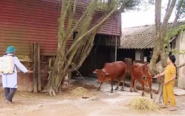 Phòng chống dịch bệnh vật nuôi, đảm bảo nguồn cung cuối năm