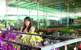 Không khí đón Tết của cộng đồng người Việt tại Campuchia