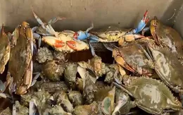 Những quy định khắt khe về đánh bắt hải sản tại Mỹ