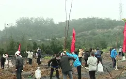 Trồng cây hoàn nguyên môi trường tại Quảng Ninh