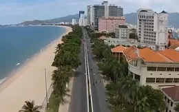 Thú vị hàng cây tra phố biển