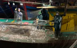 Ngư dân Nghệ An được mùa cá