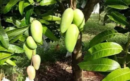 Nguồn cung trái cây dồi dào