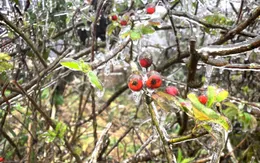 Cao nguyên đá Đồng Văn xuống dưới 0 độ C, băng giá xuất hiện diện rộng