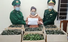 Vận chuyển 40kg quả thuốc phiện từ Lào về Việt Nam