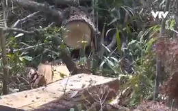 Rừng pơ mu tự nhiên trước nguy cơ bị xóa sổ