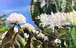 Vẻ đẹp mê hoặc của mùa hoa cà phê ở Tây Nguyên