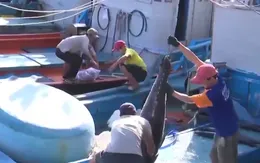 Niềm vui đầu năm của ngư dân bám biển xuyên Tết